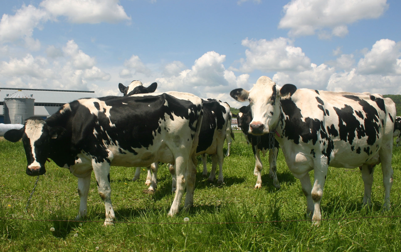 Cows breeds | Les Producteurs de Lait du Québec