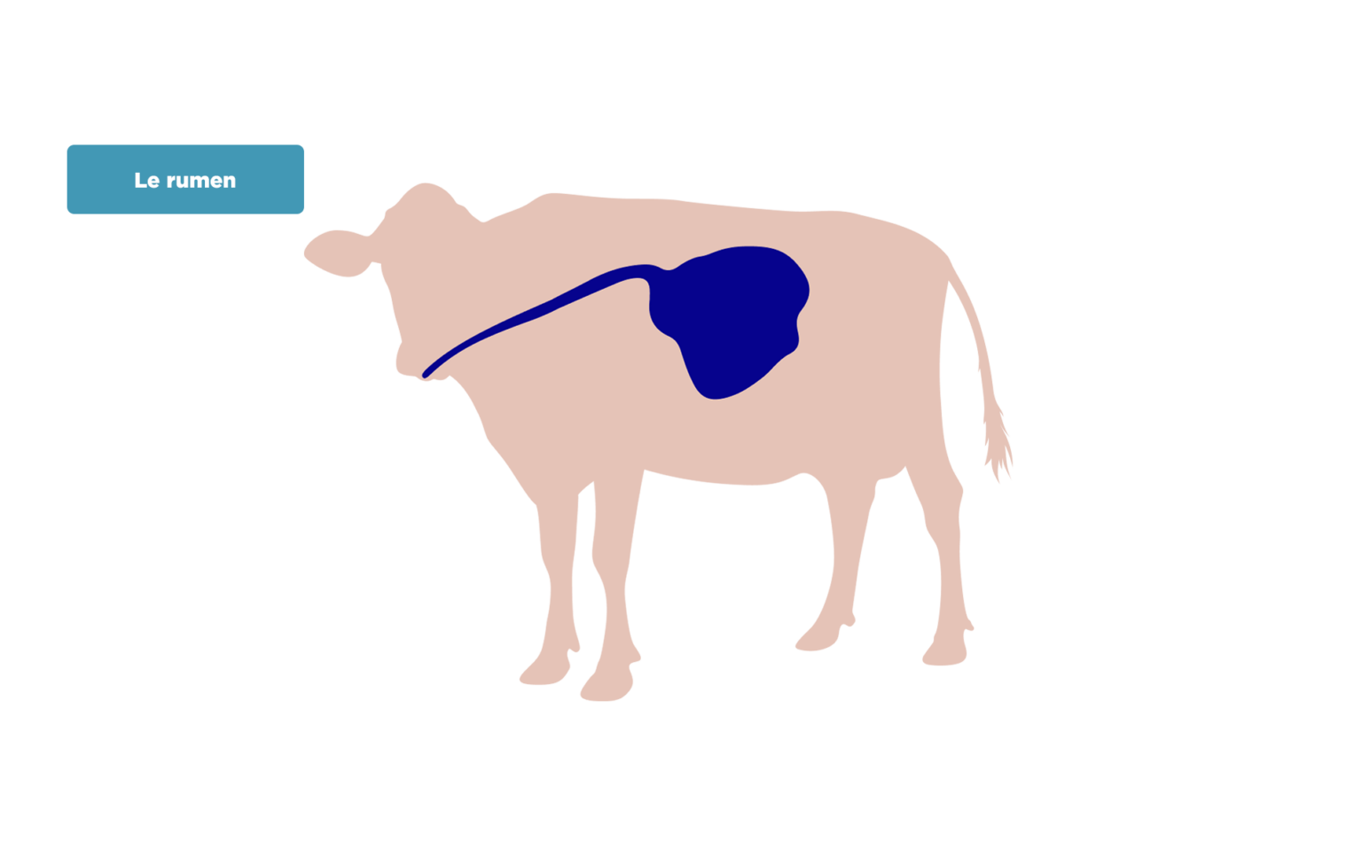 Schema Rumen Le système digestif | Les Producteurs de Lait du Québec