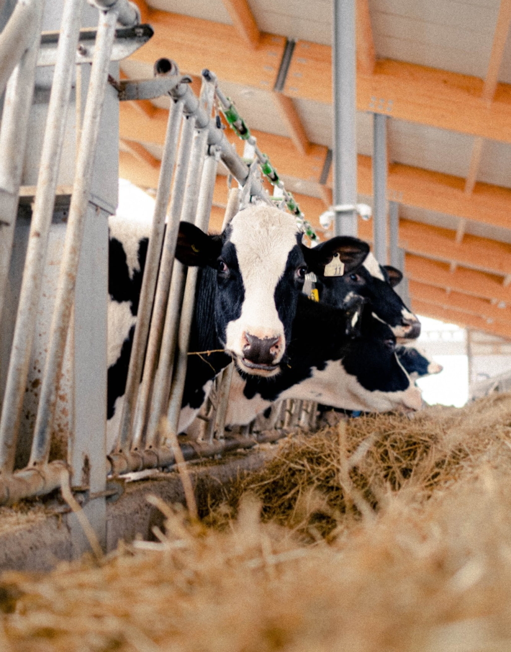Vache Quebec Homepage | Les Producteurs de Lait du Québec